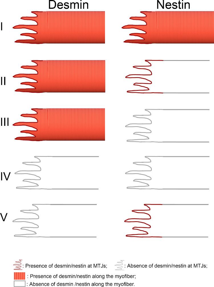 https://cdn.ncbi.nlm.nih.gov/pmc/blobs/b60b/7900863/b5cc2f321699/iovs-62-2-19-f006.jpg
