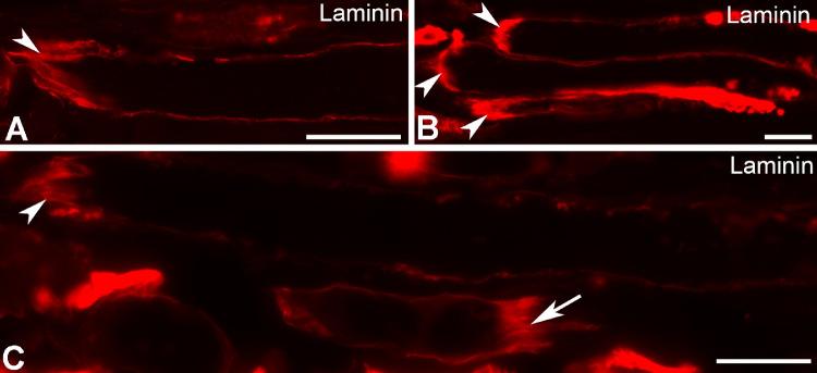 https://cdn.ncbi.nlm.nih.gov/pmc/blobs/b60b/7900863/dbd791b724c4/iovs-62-2-19-f002.jpg