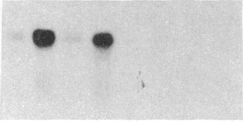 https://cdn.ncbi.nlm.nih.gov/pmc/blobs/b60c/387082/3d09163fb33d/pnas00327-0291-a.jpg