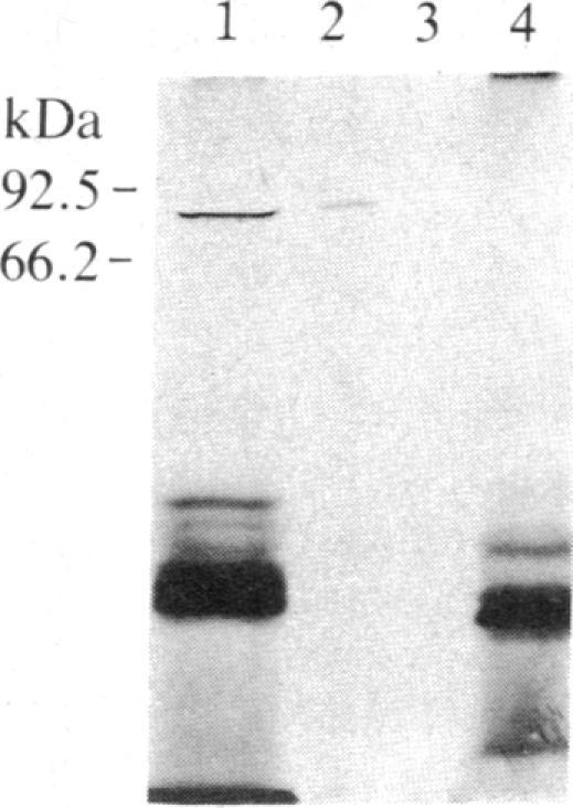 https://cdn.ncbi.nlm.nih.gov/pmc/blobs/b60c/387082/568e1eed0935/pnas00327-0290-e.jpg