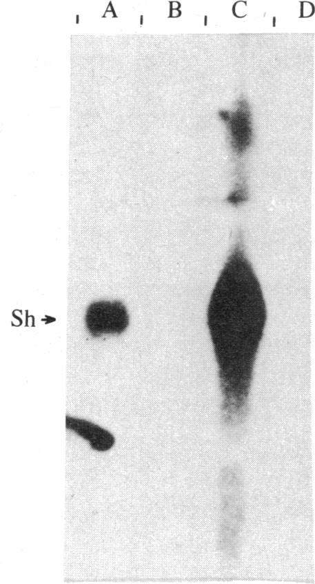 https://cdn.ncbi.nlm.nih.gov/pmc/blobs/b60c/387082/6a222ccf4d15/pnas00327-0290-c.jpg