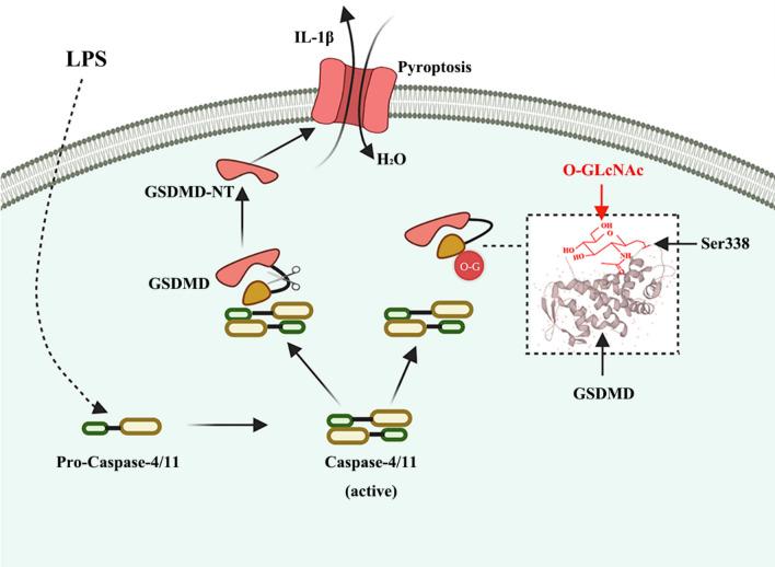 https://cdn.ncbi.nlm.nih.gov/pmc/blobs/b60e/10776498/928304c0f3e5/11_2023_1812_Fig6_HTML.jpg