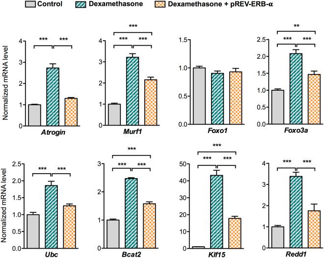 https://cdn.ncbi.nlm.nih.gov/pmc/blobs/b60e/5662766/8ccae17362ec/41598_2017_14596_Fig3_HTML.jpg