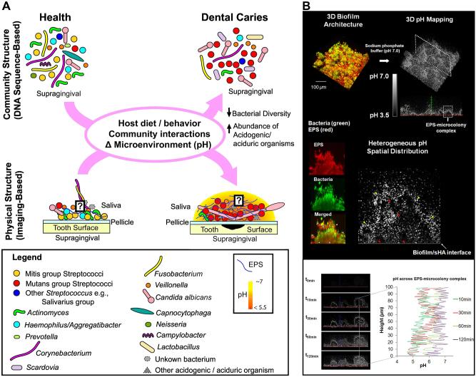 https://cdn.ncbi.nlm.nih.gov/pmc/blobs/b60f/11987509/1dc3bf8536fe/j_mr-2024-0035_fig_002.jpg