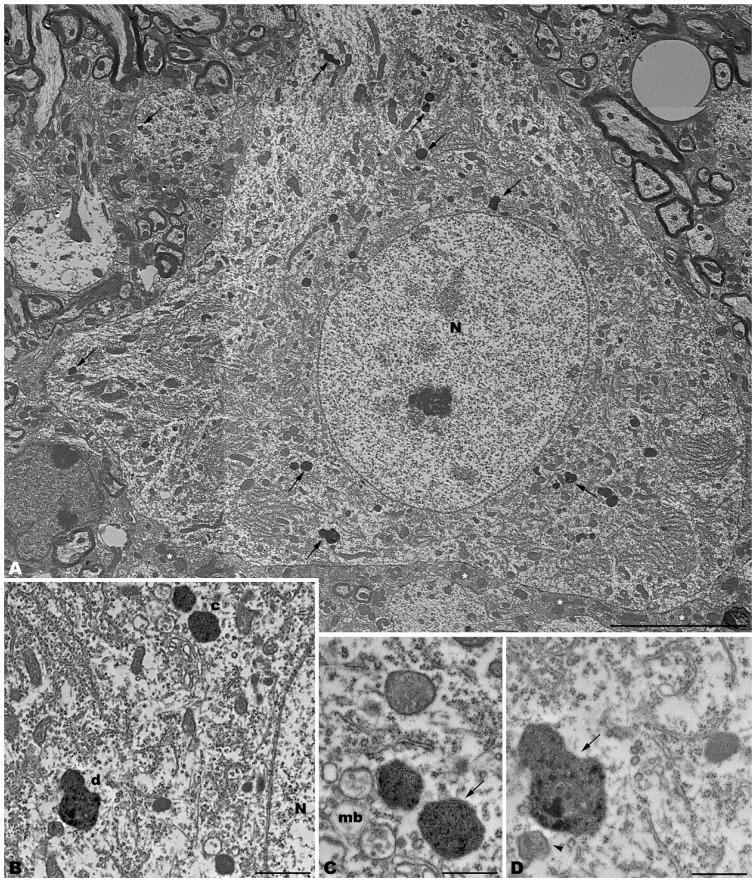 https://cdn.ncbi.nlm.nih.gov/pmc/blobs/b610/4834294/ea93e6187b11/fnana-10-00042-g0003.jpg