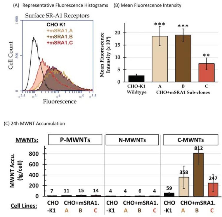https://cdn.ncbi.nlm.nih.gov/pmc/blobs/b615/7761752/be75de8e40e0/nanomaterials-10-02417-g002.jpg