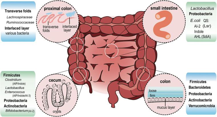https://cdn.ncbi.nlm.nih.gov/pmc/blobs/b616/7876071/5d07f77ad342/fmicb-12-611413-g002.jpg