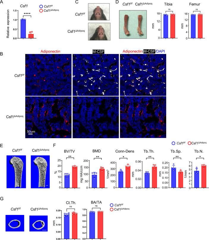 https://cdn.ncbi.nlm.nih.gov/pmc/blobs/b618/10005769/91d80b0e8180/elife-82118-fig4.jpg