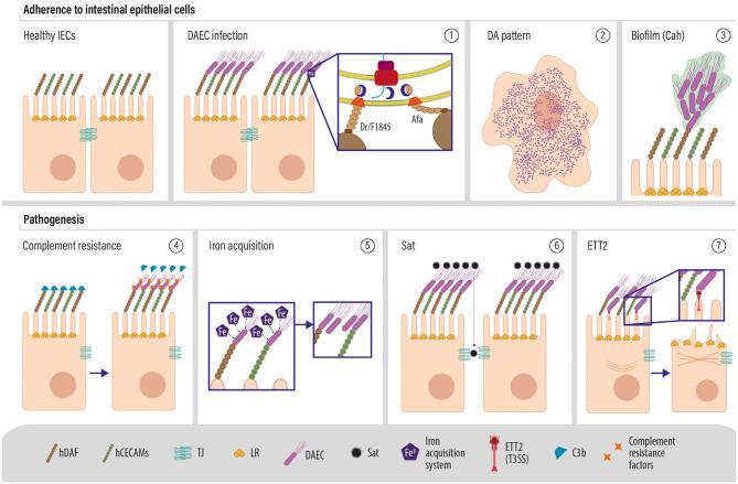 https://cdn.ncbi.nlm.nih.gov/pmc/blobs/b618/7593697/c30ca18cbc9f/fcimb-10-572951-g0004.jpg