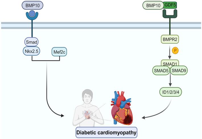 https://cdn.ncbi.nlm.nih.gov/pmc/blobs/b619/11101671/a6ea3c0ceb4c/JCMM-28-e18324-g002.jpg