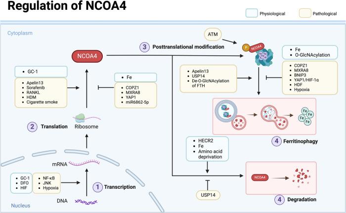 https://cdn.ncbi.nlm.nih.gov/pmc/blobs/b619/11222541/45d3d42f8c40/41420_2024_2075_Fig4_HTML.jpg