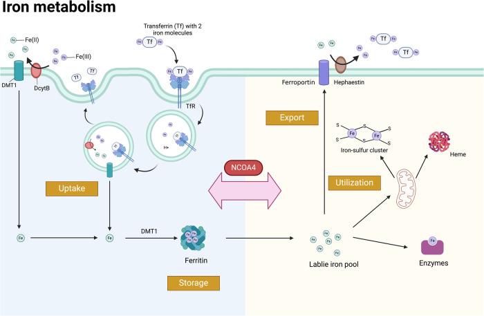 https://cdn.ncbi.nlm.nih.gov/pmc/blobs/b619/11222541/9fb5b78ca456/41420_2024_2075_Fig1_HTML.jpg