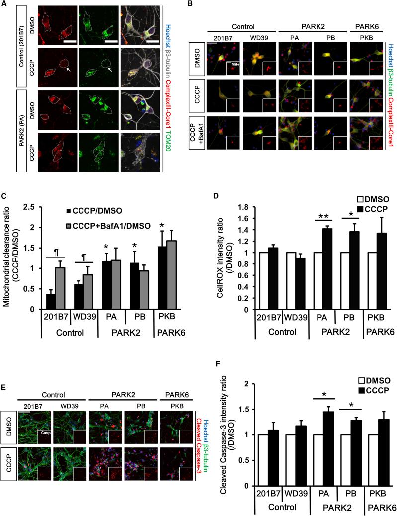 https://cdn.ncbi.nlm.nih.gov/pmc/blobs/b61b/7355139/f71dd1d3aa01/gr1.jpg