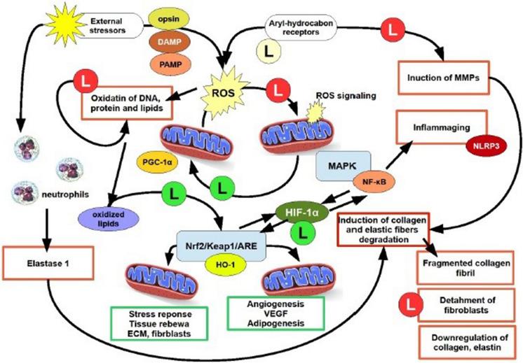 https://cdn.ncbi.nlm.nih.gov/pmc/blobs/b61d/10475454/316425e1a7e8/10522_2023_10018_Fig1_HTML.jpg