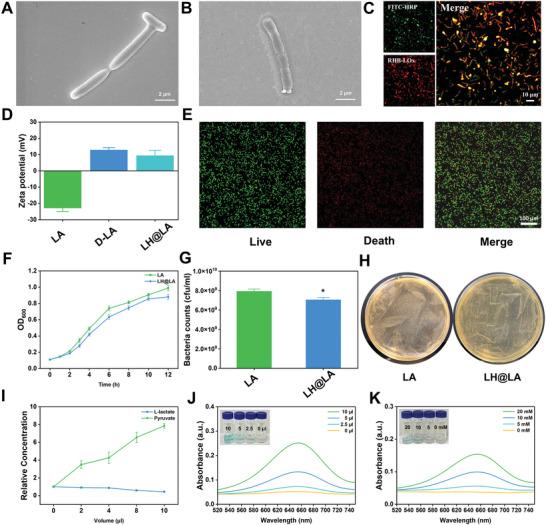 https://cdn.ncbi.nlm.nih.gov/pmc/blobs/b61d/12021032/17ad64a6b5f5/ADVS-12-2417172-g008.jpg