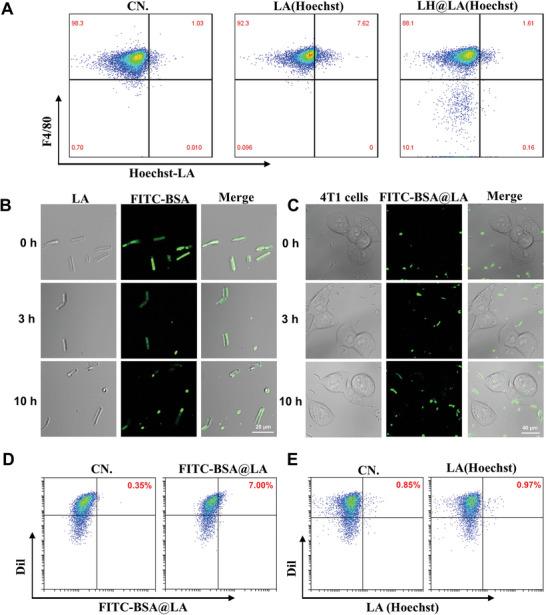 https://cdn.ncbi.nlm.nih.gov/pmc/blobs/b61d/12021032/28d7ee93dbb6/ADVS-12-2417172-g003.jpg