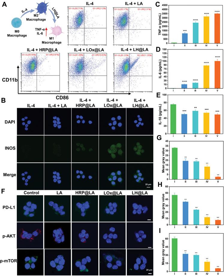 https://cdn.ncbi.nlm.nih.gov/pmc/blobs/b61d/12021032/4671a8aeeb6b/ADVS-12-2417172-g004.jpg