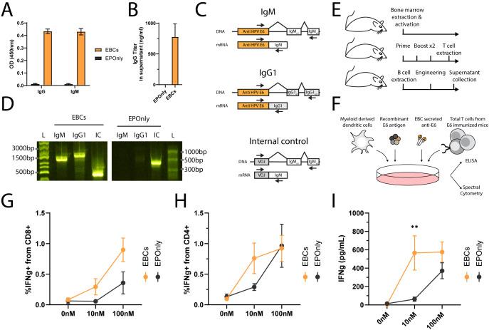 https://cdn.ncbi.nlm.nih.gov/pmc/blobs/b61e/12313569/f540d5d4ec5f/fimmu-16-1613879-g005.jpg