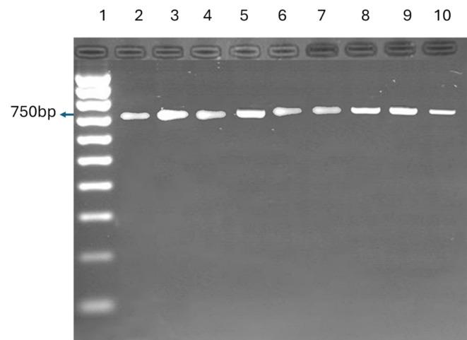 https://cdn.ncbi.nlm.nih.gov/pmc/blobs/b620/11514237/24bcc03eeb58/41598_2024_76301_Fig5_HTML.jpg
