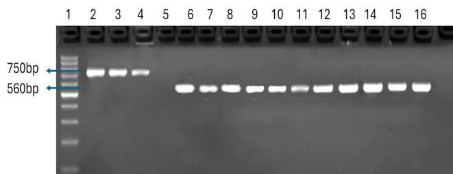 https://cdn.ncbi.nlm.nih.gov/pmc/blobs/b620/11514237/4d856bdae34d/41598_2024_76301_Fig4_HTML.jpg