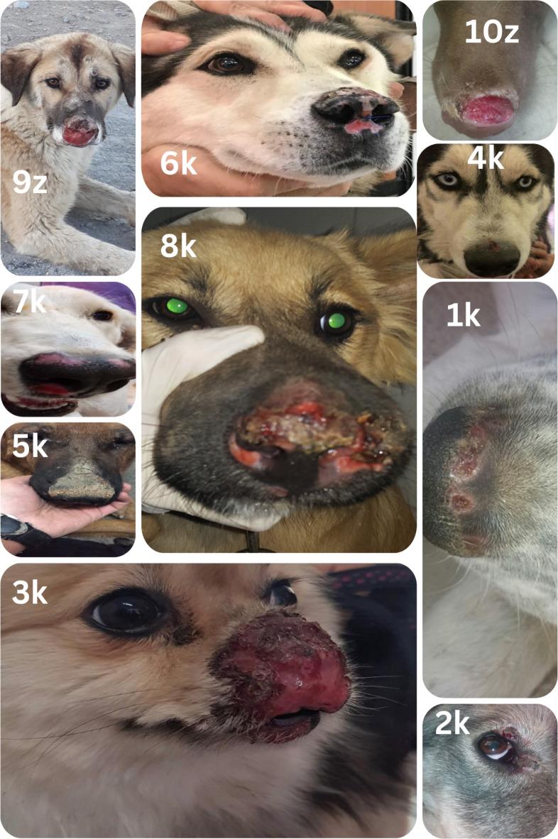 https://cdn.ncbi.nlm.nih.gov/pmc/blobs/b620/11514237/5b779af8b122/41598_2024_76301_Fig2_HTML.jpg