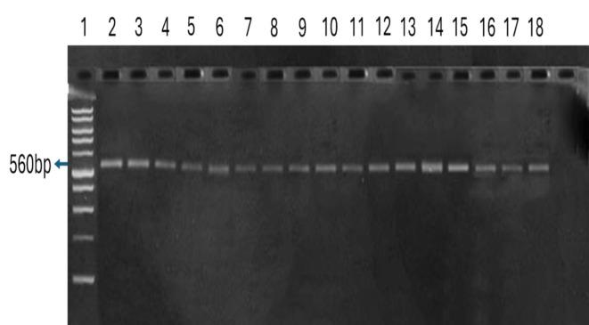 https://cdn.ncbi.nlm.nih.gov/pmc/blobs/b620/11514237/9ce23f165764/41598_2024_76301_Fig6_HTML.jpg