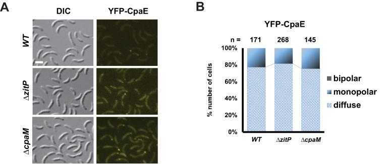 https://cdn.ncbi.nlm.nih.gov/pmc/blobs/b621/5182063/15cfe5f72427/elife-18647-fig3-figsupp4.jpg