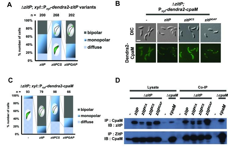 https://cdn.ncbi.nlm.nih.gov/pmc/blobs/b621/5182063/65fb633c3764/elife-18647-fig3-figsupp7.jpg
