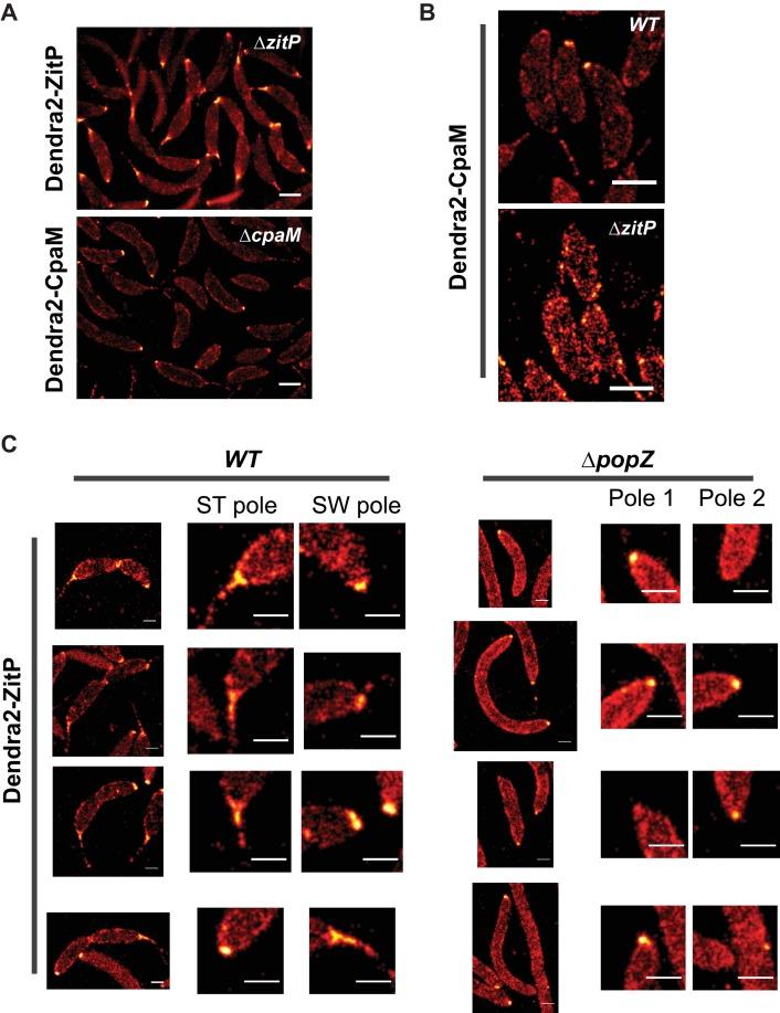https://cdn.ncbi.nlm.nih.gov/pmc/blobs/b621/5182063/a68479b42b3c/elife-18647-fig3-figsupp2.jpg