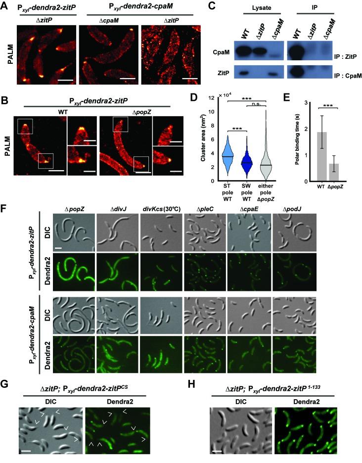 https://cdn.ncbi.nlm.nih.gov/pmc/blobs/b621/5182063/f5f4bbd9e2d6/elife-18647-fig3.jpg