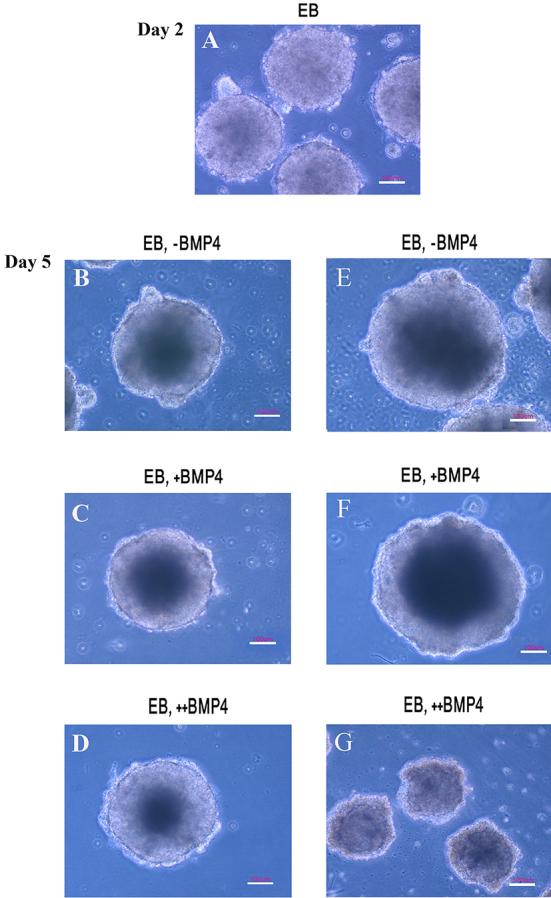 https://cdn.ncbi.nlm.nih.gov/pmc/blobs/b623/4359930/e108340ce858/ijms-40-110-g003.jpg