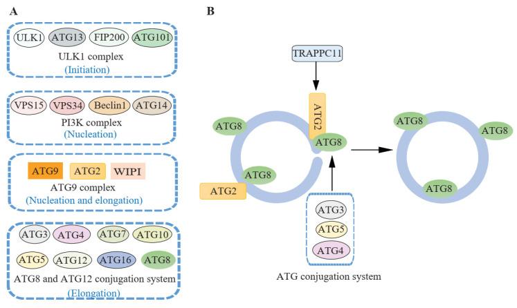 https://cdn.ncbi.nlm.nih.gov/pmc/blobs/b628/8616111/1d862b9d0b98/cells-10-02814-g003.jpg