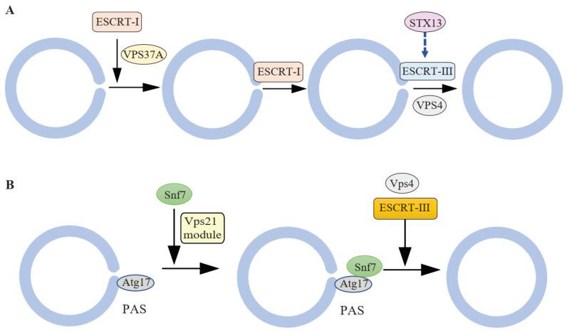 https://cdn.ncbi.nlm.nih.gov/pmc/blobs/b628/8616111/fec8c5425ae3/cells-10-02814-g002.jpg