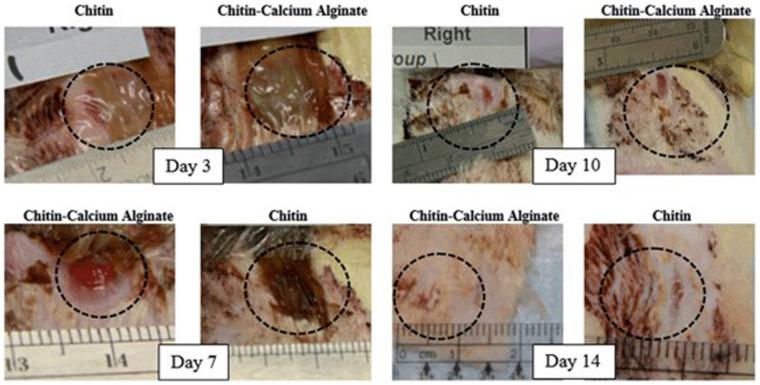 https://cdn.ncbi.nlm.nih.gov/pmc/blobs/b629/7401240/ff6c887aa72a/marinedrugs-18-00346-g007.jpg