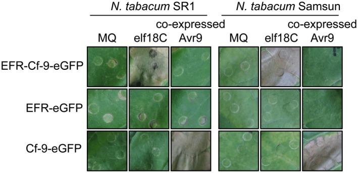 https://cdn.ncbi.nlm.nih.gov/pmc/blobs/b62a/6637901/088bdb412f17/MPP-20-751-g002.jpg