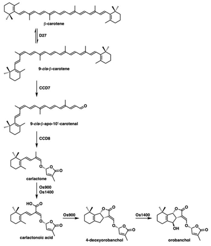 https://cdn.ncbi.nlm.nih.gov/pmc/blobs/b62a/7728069/b1555f214d84/molecules-25-05525-g001.jpg