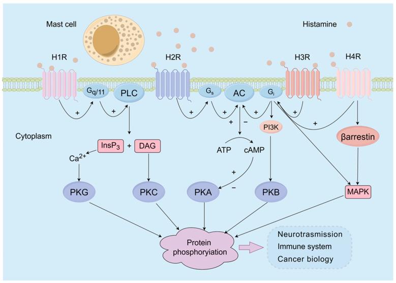 https://cdn.ncbi.nlm.nih.gov/pmc/blobs/b62b/10890042/b08c203b84b8/life-14-00164-g001.jpg