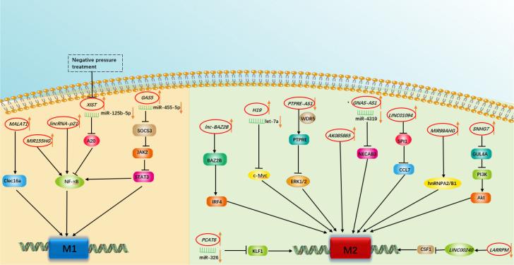 https://cdn.ncbi.nlm.nih.gov/pmc/blobs/b62f/9849253/cadeaf107496/fimmu-13-1110774-g001.jpg