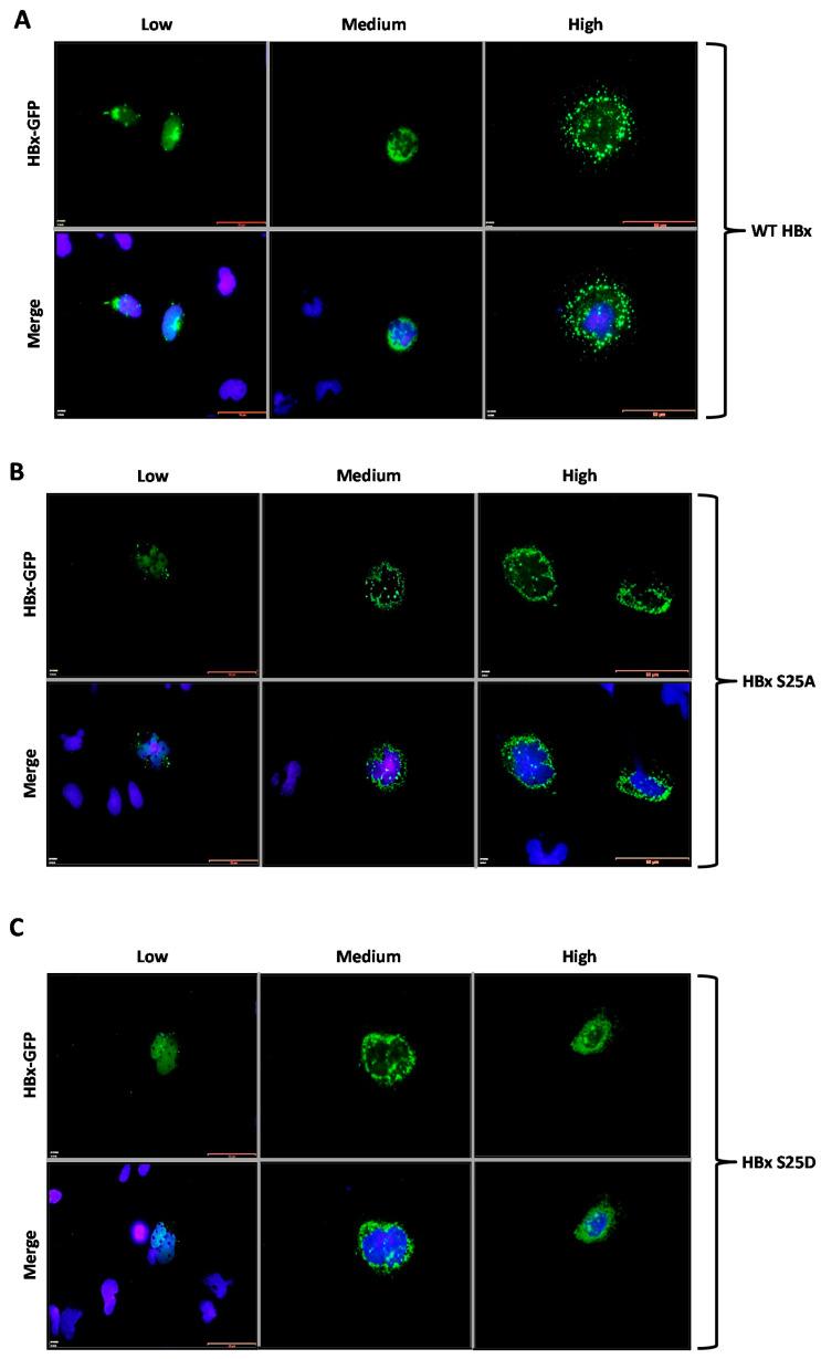 https://cdn.ncbi.nlm.nih.gov/pmc/blobs/b633/7956559/dc821cbd0289/molecules-26-01254-g003a.jpg