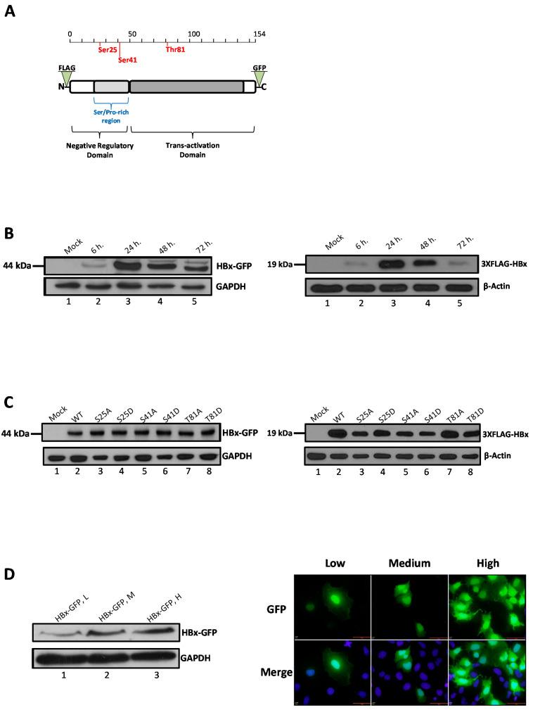 https://cdn.ncbi.nlm.nih.gov/pmc/blobs/b633/7956559/e1024fd80c88/molecules-26-01254-g001.jpg