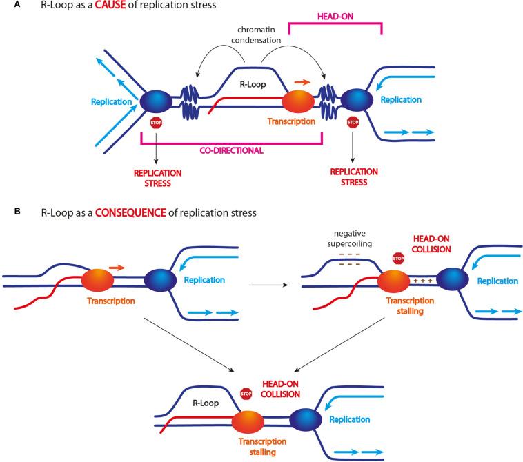 https://cdn.ncbi.nlm.nih.gov/pmc/blobs/b635/7829580/19fb9b73822b/fcell-08-618157-g002.jpg