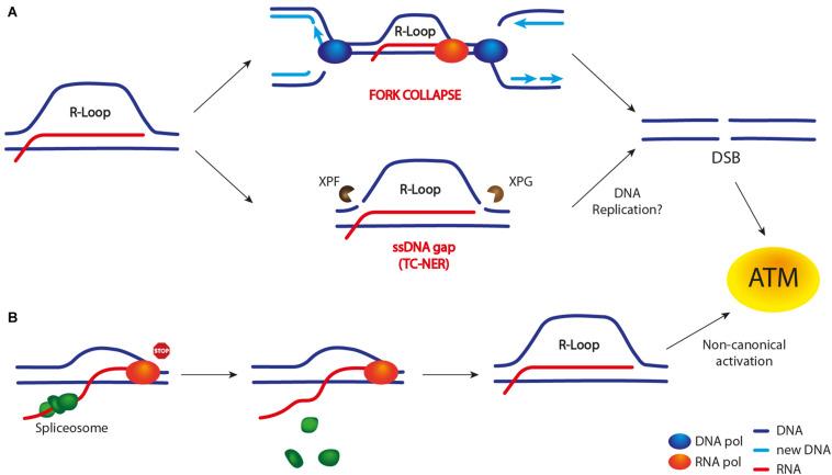 https://cdn.ncbi.nlm.nih.gov/pmc/blobs/b635/7829580/e69532722c46/fcell-08-618157-g003.jpg