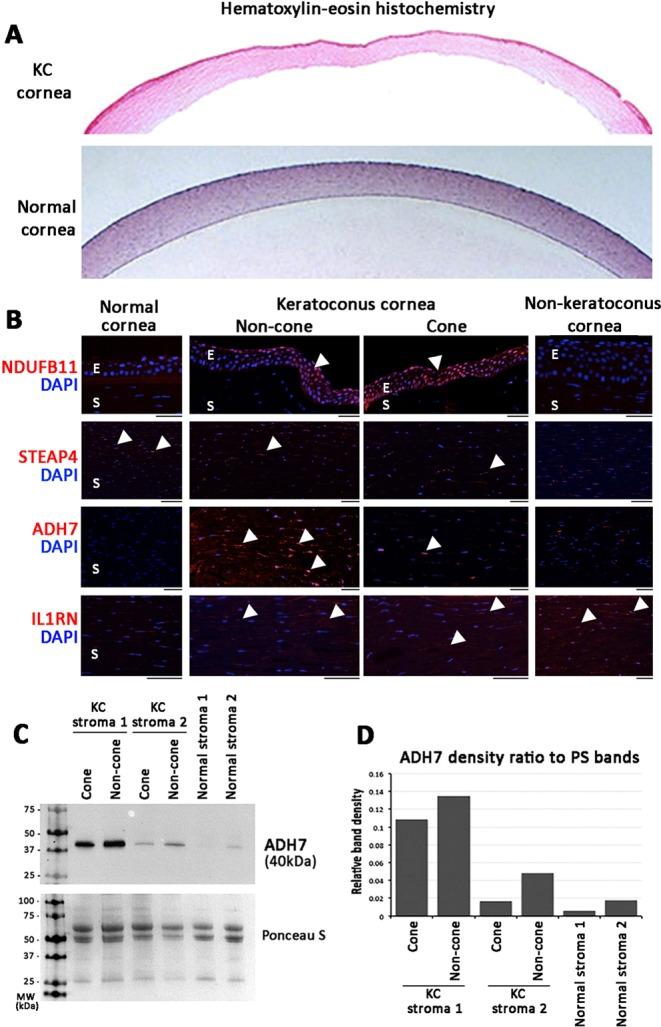 https://cdn.ncbi.nlm.nih.gov/pmc/blobs/b636/6393548/b9d1b6741a84/41598_2019_39182_Fig7_HTML.jpg