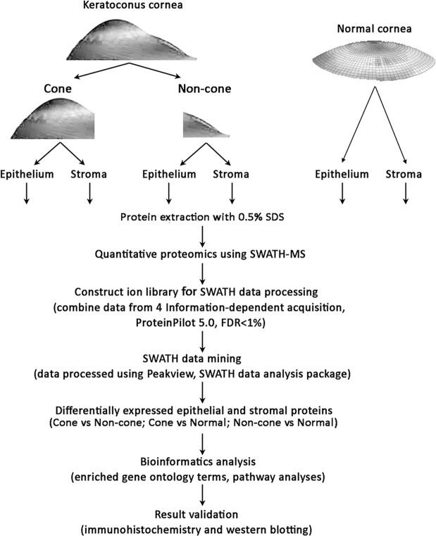 https://cdn.ncbi.nlm.nih.gov/pmc/blobs/b636/6393548/e40f4fd95457/41598_2019_39182_Fig1_HTML.jpg