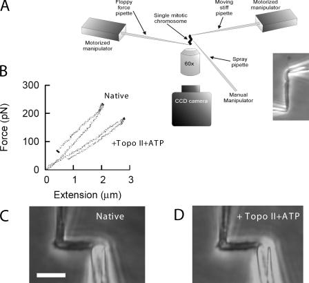 https://cdn.ncbi.nlm.nih.gov/pmc/blobs/b638/2835934/423c80bff6bb/JCB_200910085_GS_Fig1.jpg