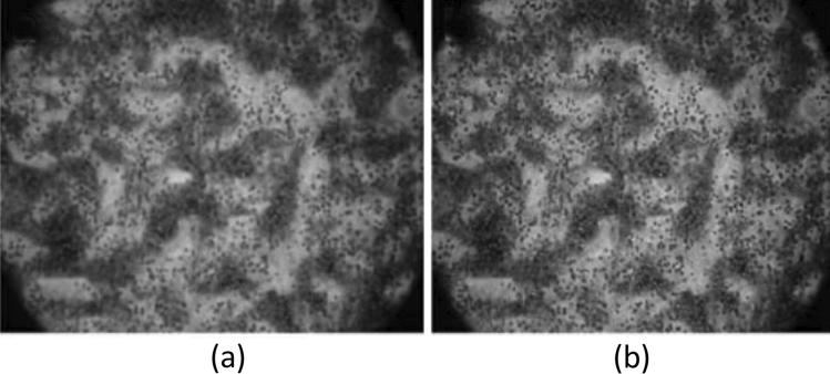 https://cdn.ncbi.nlm.nih.gov/pmc/blobs/b63d/9446599/2c9edc452080/11831_2022_9811_Fig26_HTML.jpg