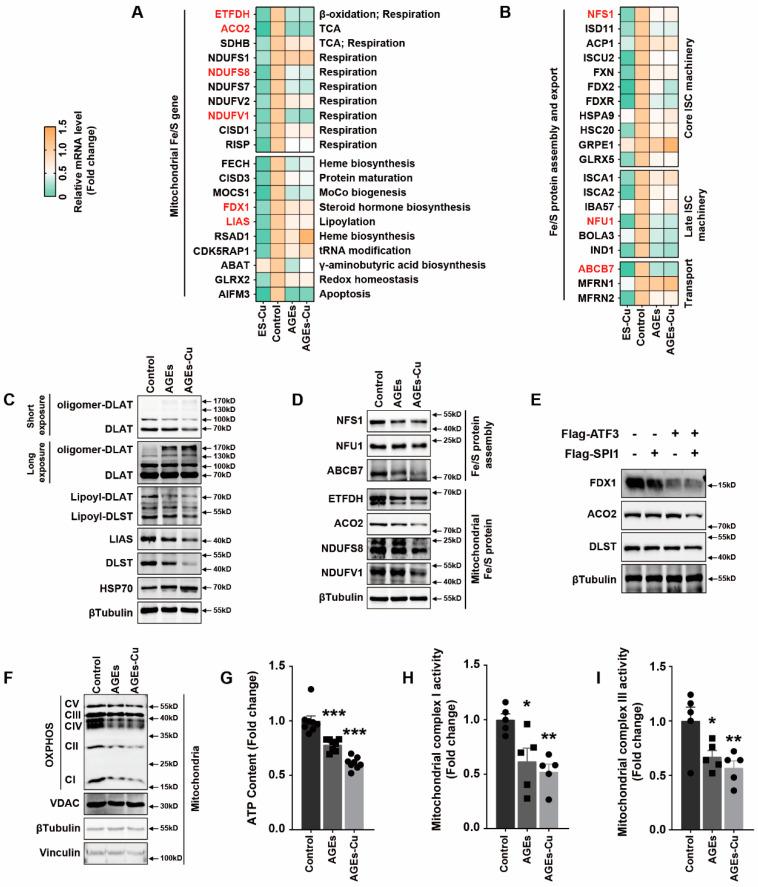 https://cdn.ncbi.nlm.nih.gov/pmc/blobs/b63d/9862315/31c03ad19a28/ijms-24-01667-g004.jpg