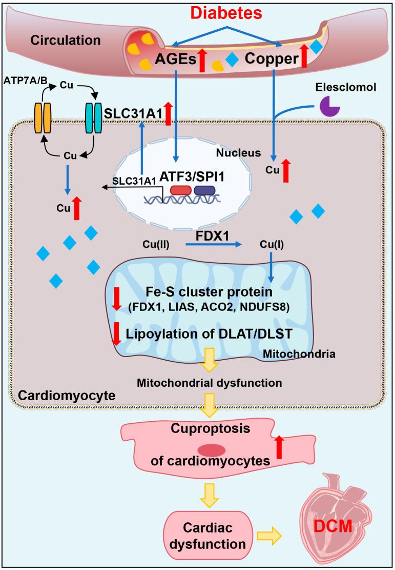 https://cdn.ncbi.nlm.nih.gov/pmc/blobs/b63d/9862315/702b2cac2ef1/ijms-24-01667-g007.jpg
