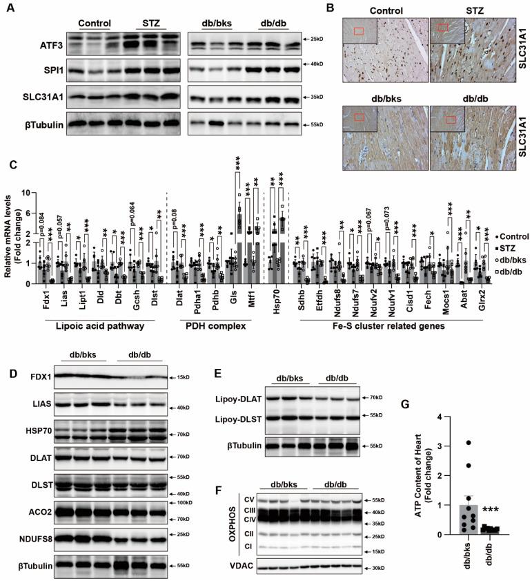 https://cdn.ncbi.nlm.nih.gov/pmc/blobs/b63d/9862315/de1ccf035417/ijms-24-01667-g006.jpg