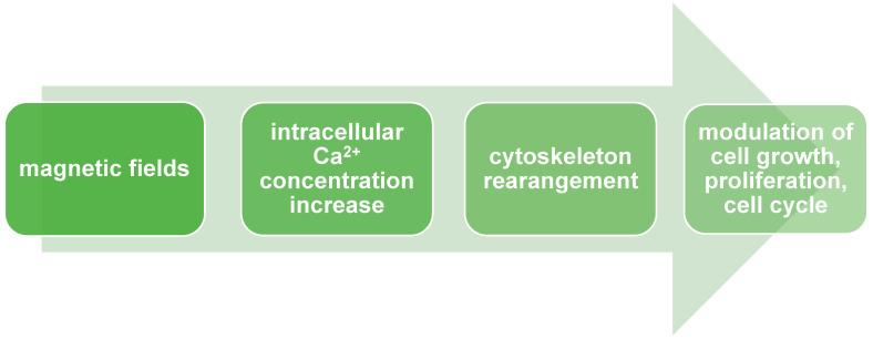 https://cdn.ncbi.nlm.nih.gov/pmc/blobs/b63f/11354277/8d0c735b563b/ijms-25-08973-g002.jpg